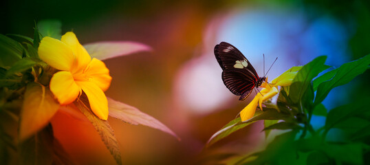 Butterfly Heliconius Hacale zuleika in a rainforest
