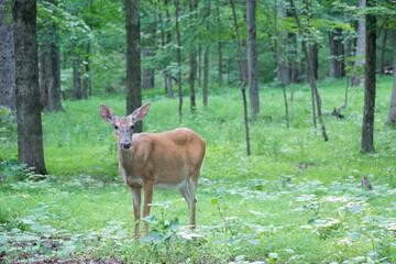 small doe in the woods