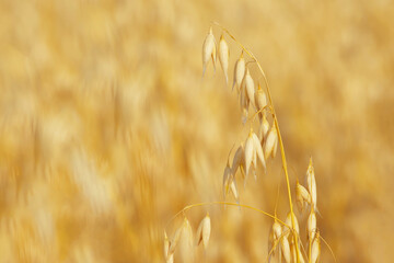 ripe ear of oats close-up
