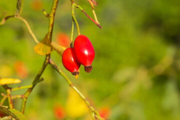 two red rosehips close-up