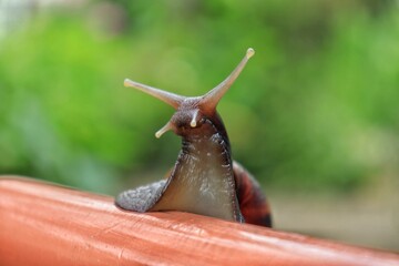 Snails are terrestrial gastropod molluscs with a calcareous spiral shell, belonging to the suborder Stylommatophora.