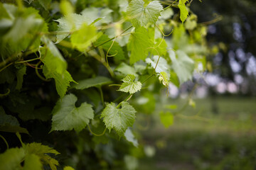 Bright green grape leaves weave in the sun.