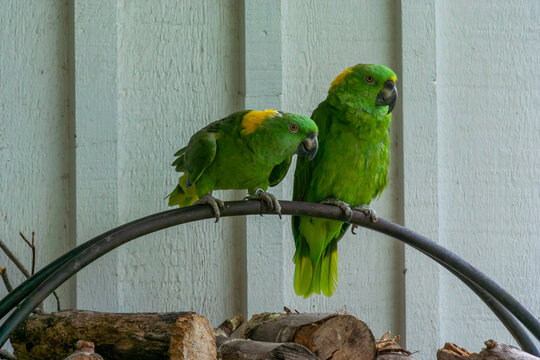 Two Yellow-naped Amazon Parrots On A Perch In A Bird Enclosure In Summer