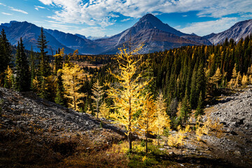 Mountain Larch trees in autumn colours overlooking the Canadian Rockies in Peter Lougheed Provincial Park..
