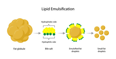 Lipid emulsification, Fat Molecule, Lipid droplets, Lipid Digestion. Large fat globules are emulsified into small fat droplets. Bile salt. Gallbladder. Micelle formation. Vector Illustration. - obrazy, fototapety, plakaty