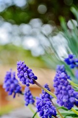 Spring Blooms in Focus: Close-Up of Muscari Flowers - April and May Blossoms