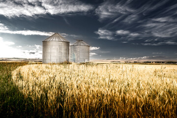 Grain bins standing over a barley field under a dramatic deep blue sky on the Canadian prairies in Rocky View County Alberta Canada.