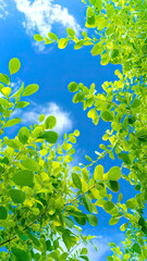 Fototapeta na wymiar green leaves in the sun,Blue Sky with White Clouds and Green Leaves