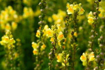 Linaria vulgaris, the common toadflax, yellow toadflax or butter-and-eggs, is a species of flowering plant in the family Plantaginaceae, native to Europe, Siberia and Central Asia.