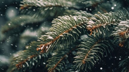 Fototapeta na wymiar christmas tree in the snow