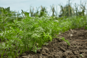 Carrots grow on black soil. Green carrot leaves.