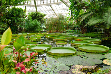 The leaves of the giant water lilies with the Latin names Victoria amazonica, Belgium - obrazy, fototapety, plakaty