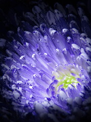 Chrysanthemum flower with purple blue painted color splashed petals. 