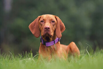 Young Hungarian Vizsla dog with a purple collar posing outdoors lying down on a green grass in summer