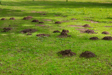 Closeup view of molehills in the grass destroy the evenly lawn in the garden.