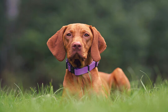 Short Coated Images Browse 628 Stock Photos Vectors and Video