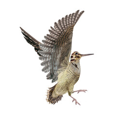 bécasse, volant, vol, nature, ciel, faune, gibier, animal, mouche, sauvage, isolé, bec, chasse, silhouette, blanc, empennage