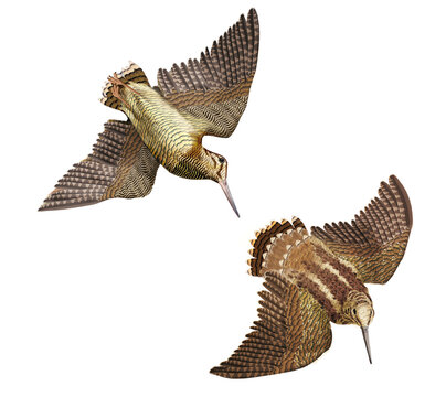b&eacute;casse, volant, vol, nature, ciel, faune, gibier, animal, mouche, sauvage, isol&eacute;, bec, chasse, silhouette, blanc, empennage