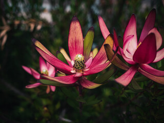 Fototapeta premium Flowers in the garden