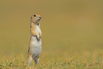 Naklejka na ściany i meble Ground Squirrel is standing and looking around.