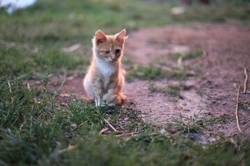 red fox in the grass
