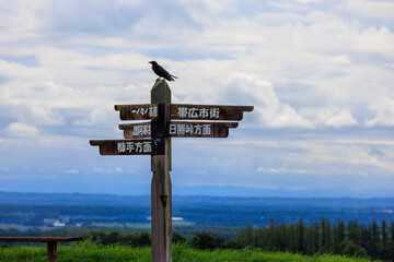 Black bird sits atop wooden sign in Hokkaido summer landscape