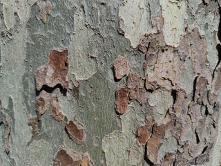 textured tree trunk close up, copy space, background, selective focus