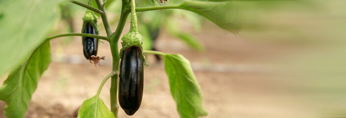 an eggplant grows on a branch