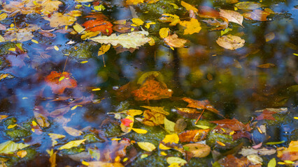 Leaves in the creek