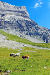 Fototapeta na wymiar Alpine landscape with grazing cows against the backdrop of mountains.