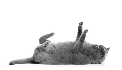 A fat British cat lies on a white background.