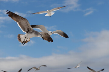 Seagulls Cavorting