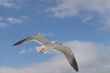 Seagulls Cavorting