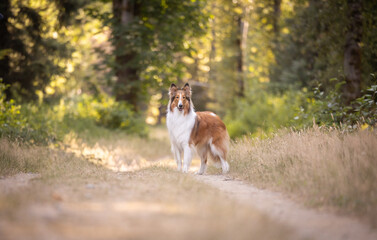 Obraz premium Portrait of beautiful collie dog in forest in summer