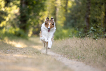 Collie dog running in the park in summer