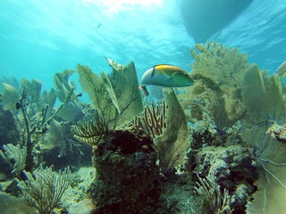 Yellow and white fish on the reef, off the coast of Utila, Honduras