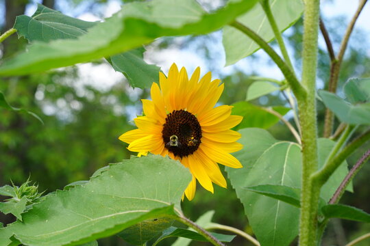 Bumblebee feeds and pollinates Sunflower during the summer. 