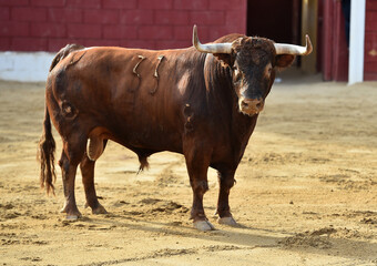 a brave bull in the bullring in a traditional spectacle of bullfight in spain