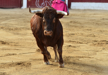 un toro español con grandes cuernos en españa