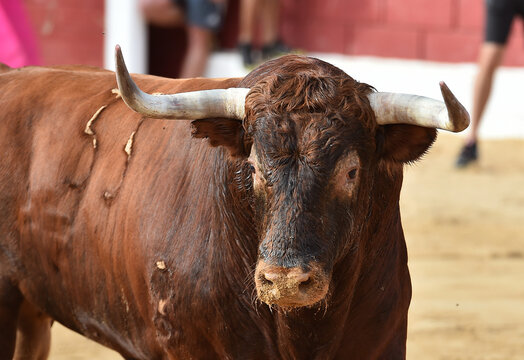 un toro espa&ntilde;ol con grandes cuernos en espa&ntilde;a