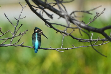 common kingfisher in a forest