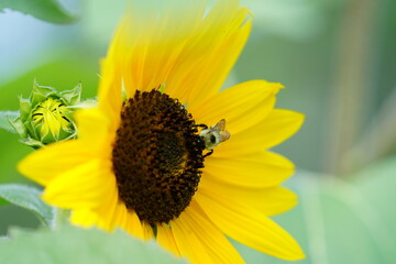 Bumblebee feeds and pollinates Sunflower during the summer. 