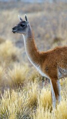 llama in the grass © Santiago