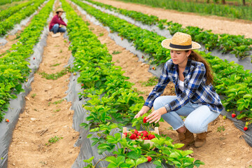 Young female farmer with team of workers gathering crop of ripe strawberries on farm field in summer. Harvest time