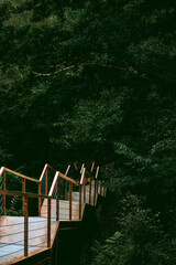 Stairs in the forest