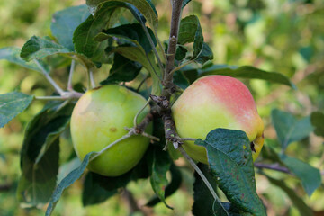 apples on tree