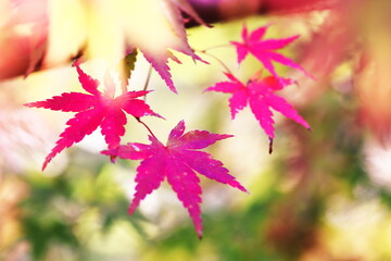 美しい秋の紅葉
