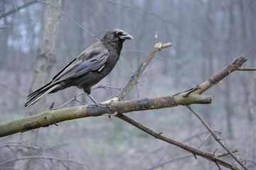 A single crow sitting on a tree branch in the winter forest