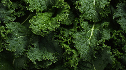 Top view full frame of whole ripe kale placed together as background. - obrazy, fototapety, plakaty