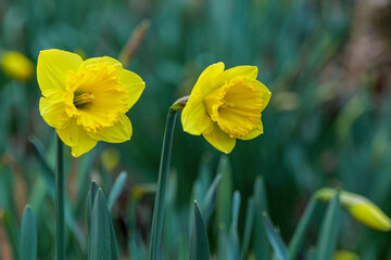 Amazing Yellow Daffodils flower In early spring . Spring background, flower landscape. . High quality photo